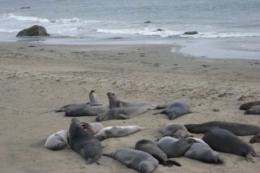 ../image/elephant seals near san simeon 5.jpg